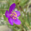 Phemeranthus calycinus (Talinum calycinum) - Image 2