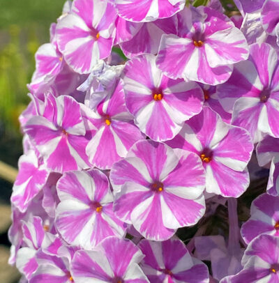 Phlox maculata 'Natascha'