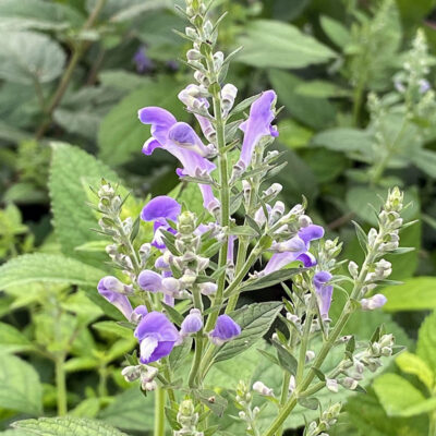 Scutellaria incana - Image 2