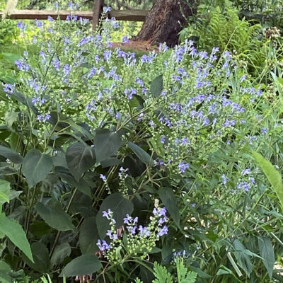 Scutellaria incana