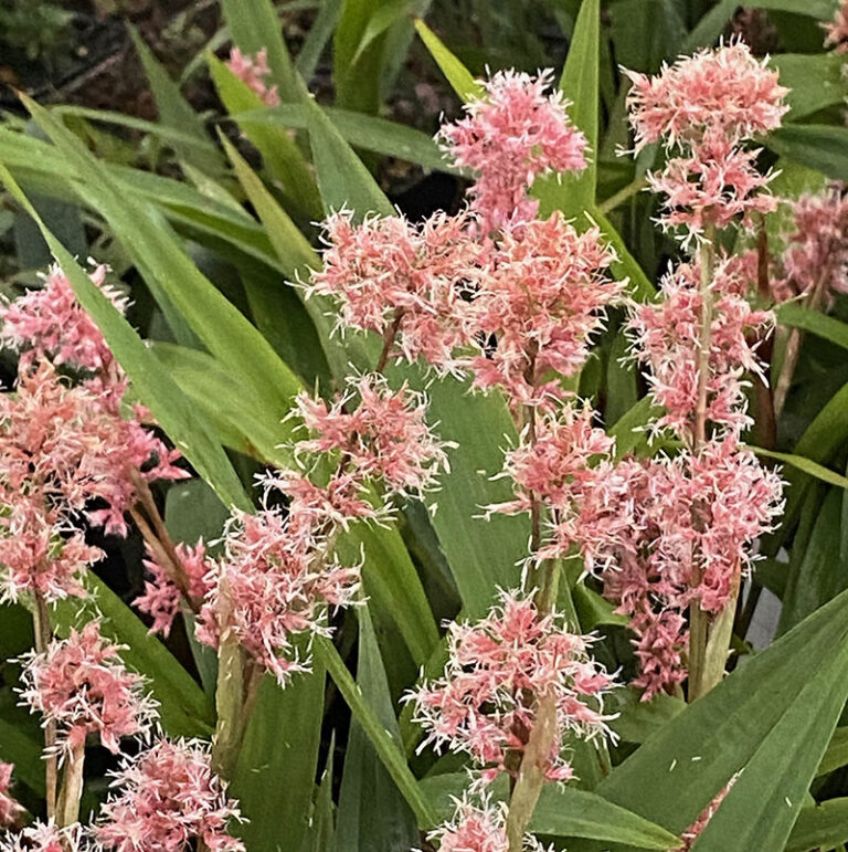 Carex scaposa