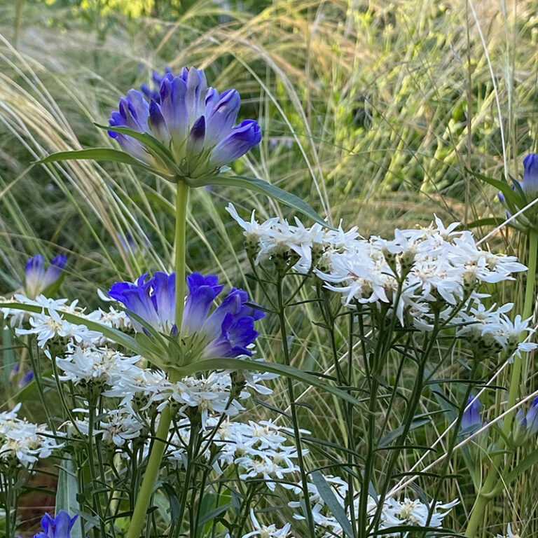 Gentiana dahurica 'Nikita'