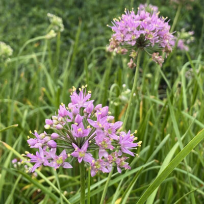 Allium stellatum