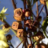 Ludwigia alternifolia
