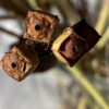 Ludwigia alternifolia - Image 2