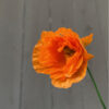Papaver ruprifragum - Image 2