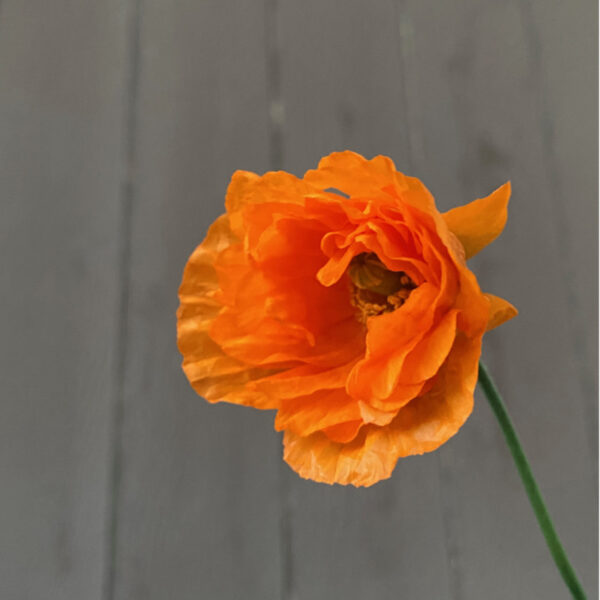 Papaver ruprifragum - Image 2