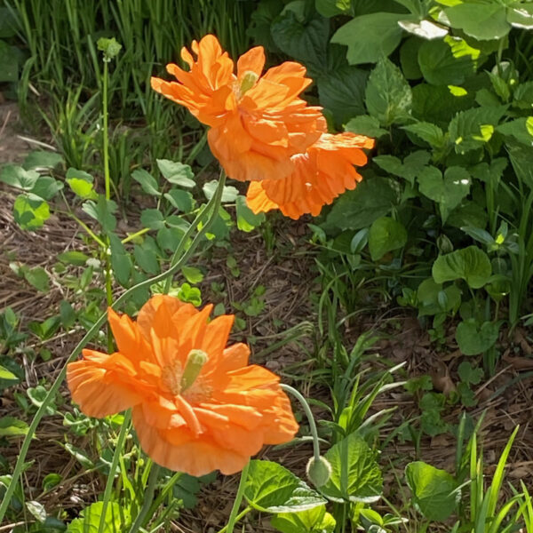 Papaver ruprifragum