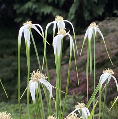 Dichromena (Rhynchospora) colorata