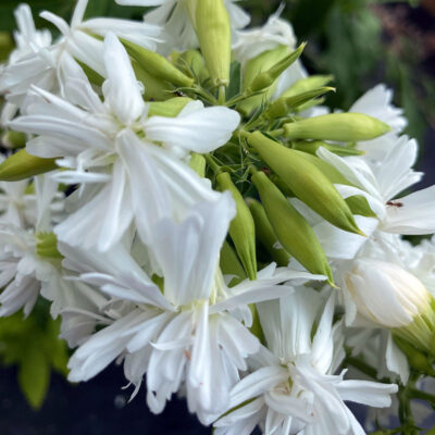 Saponaria officinalis 'Betty Arnold'