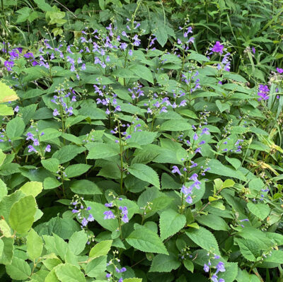 Scutellaria serrata - Image 2