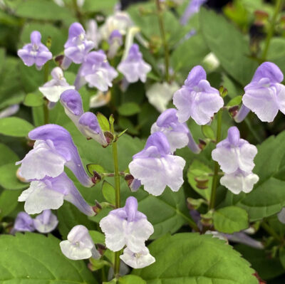 Scutellaria serrata