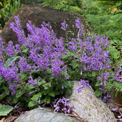 Scutellaria laeteviolacea