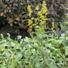 Solidago flexicaulis - Image 2