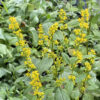 Solidago flexicaulis