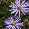 Symphyotrichum oolentangiense