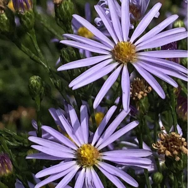 Symphyotrichum oolentangiense