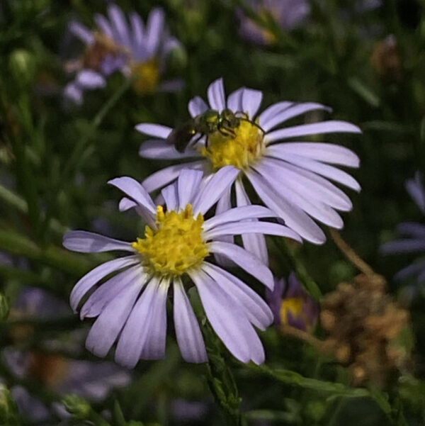 Symphyotrichum oolentangiense - Image 3