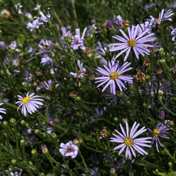 Symphyotrichum oolentangiense - Image 2