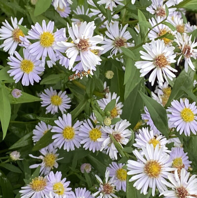 Symphyotrichum shortii