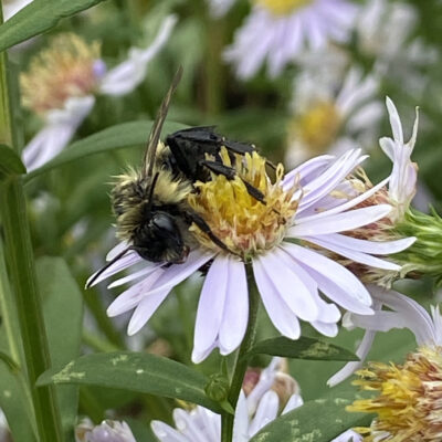 Symphyotrichum shortii - Image 2