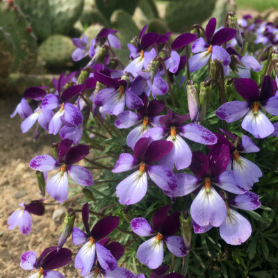 Viola pedata 'Eco Artist Palette'