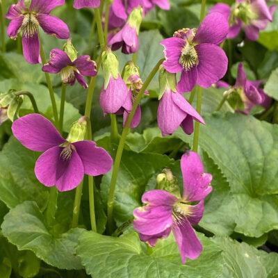 Viola sororia f. rubra