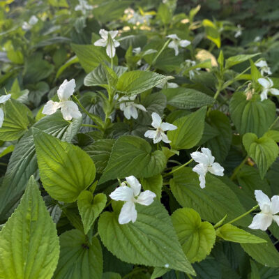 Viola striata