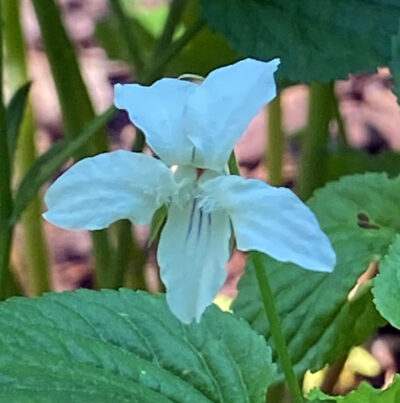 Viola striata - Image 2