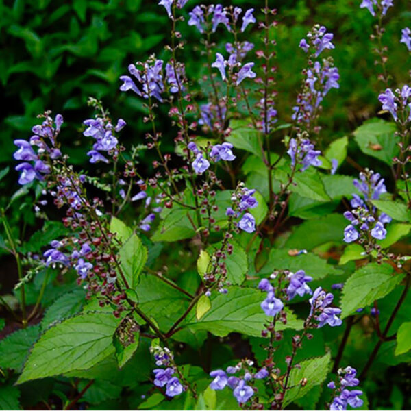 Scutellaria 'Appalachian Blues' PPAF