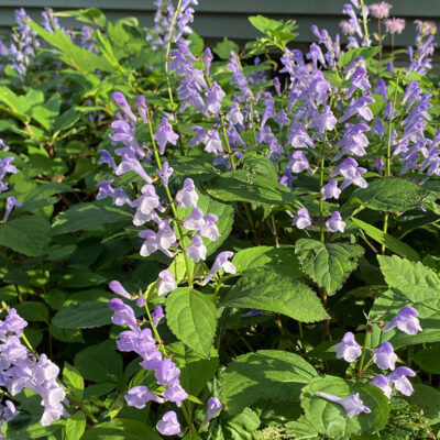 Scutellaria serrata - Image 3