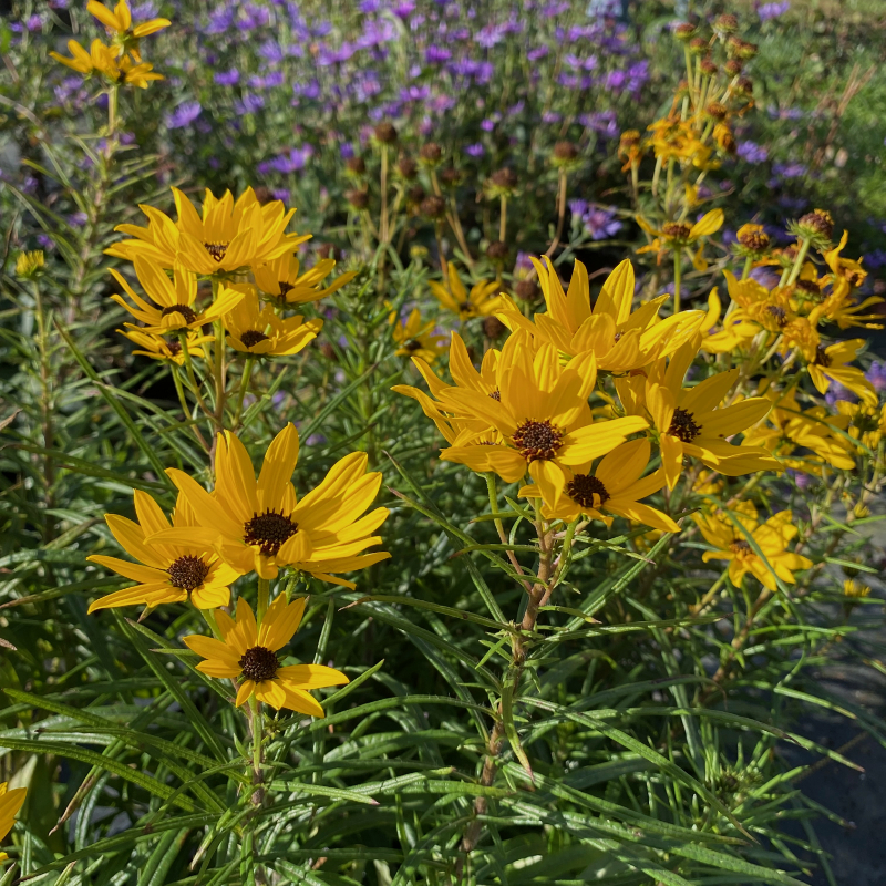 Helianthus salicifolius 'Autumn Gold' PPAF