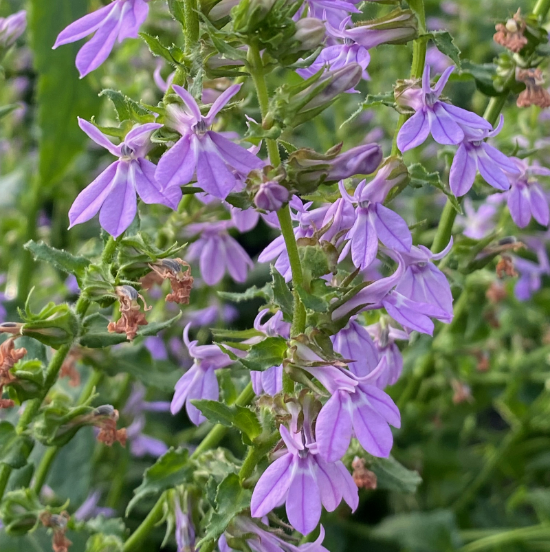 Lobelia puberula
