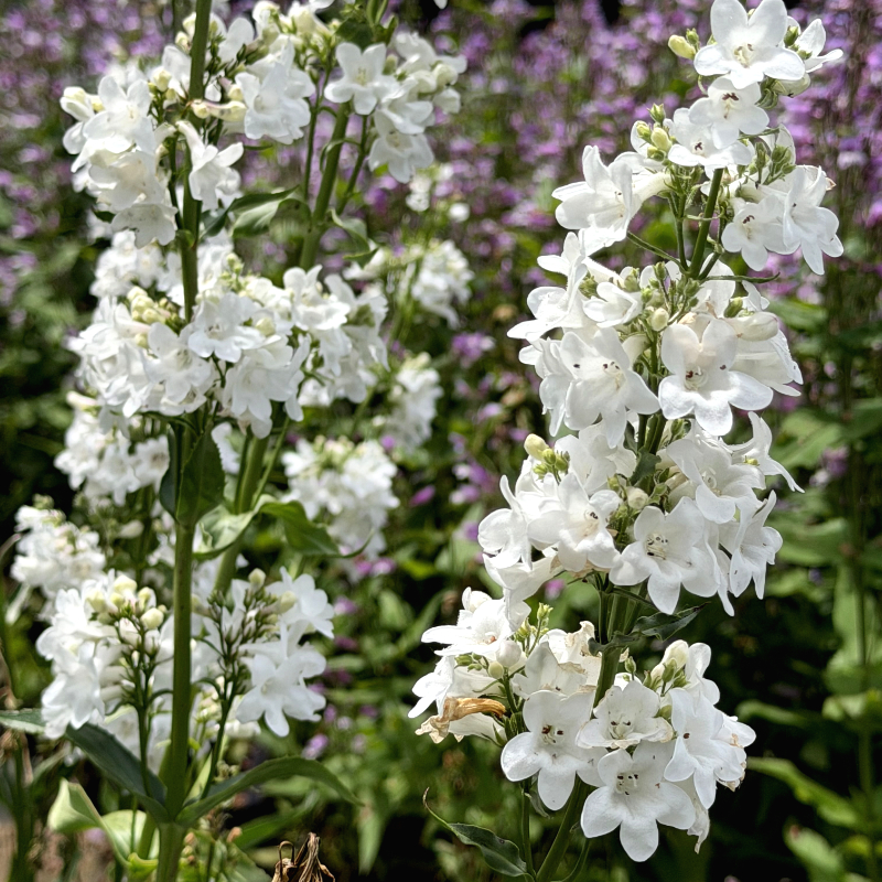 Penstemon tubaeflorus