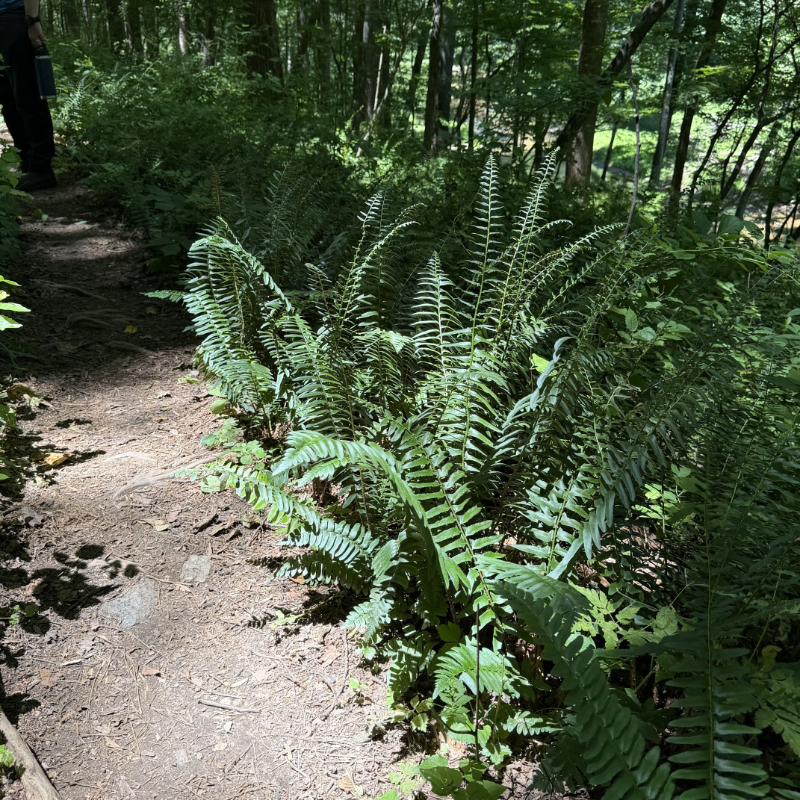 Polystichum acrostichoides