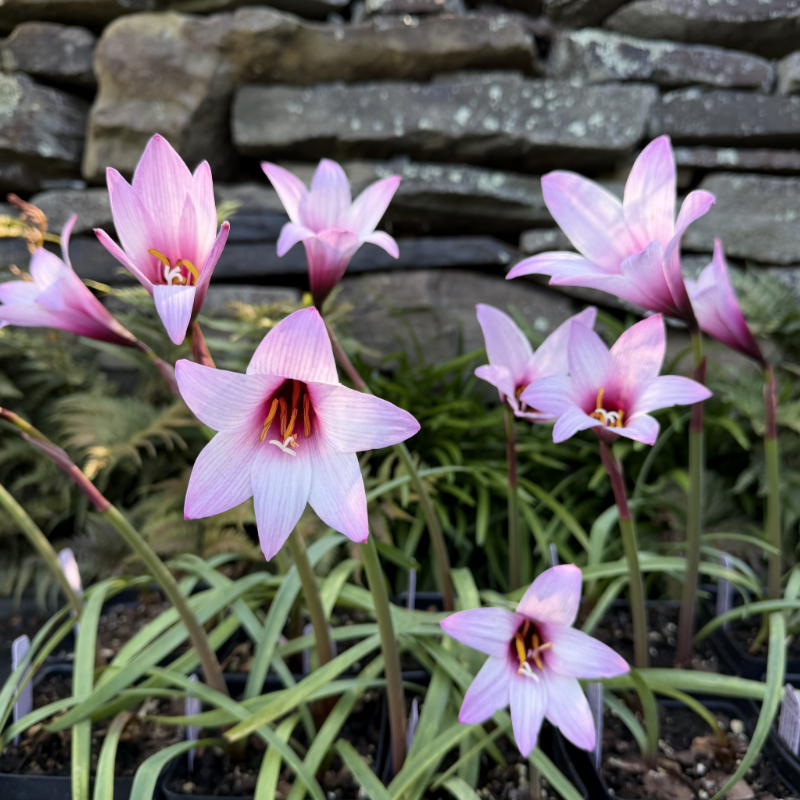 Habranthus robustus 'Russell Manning'
