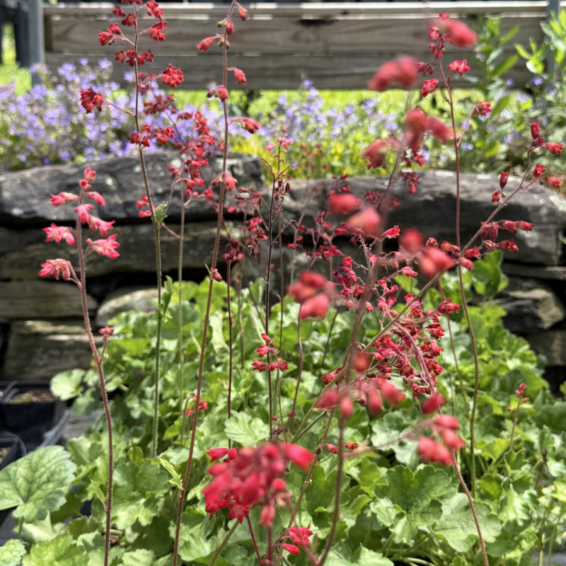 Heuchera sanguinea 'Firefly' - Image 2