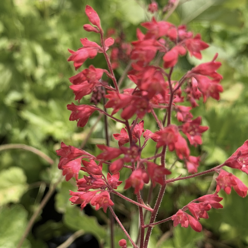 Heuchera sanguinea 'Firefly'