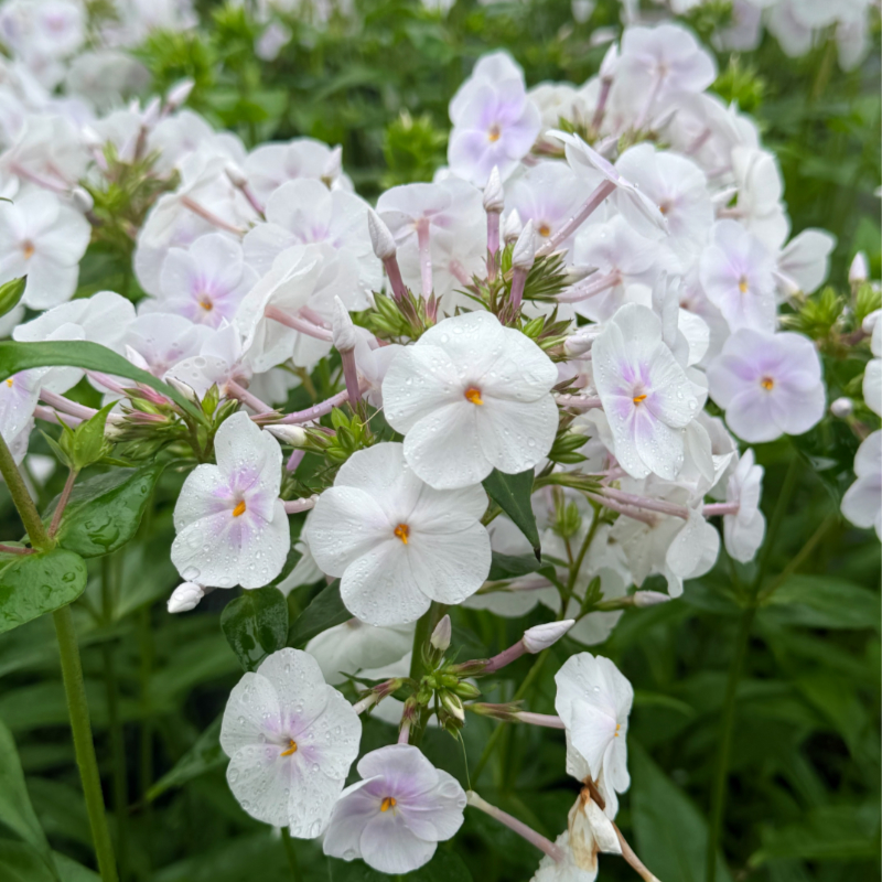 Phlox Fashionably Early 'Crystal'